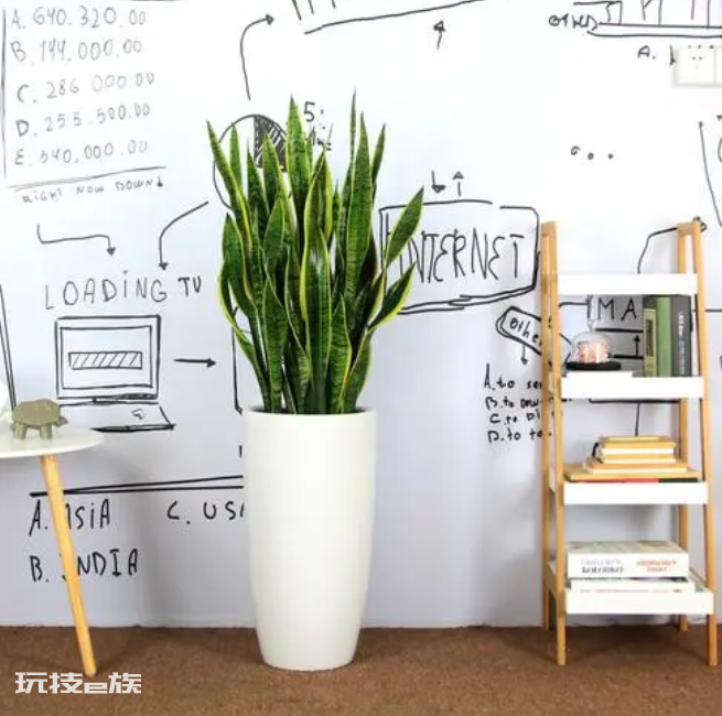 室内植物盆景十大排名(适合干燥的室内养殖的盆栽绿植)-图片2